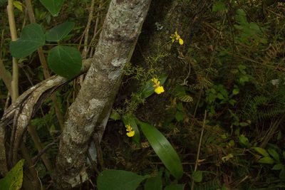 Oncidium bryolophotum, photographed by Jake Rehage