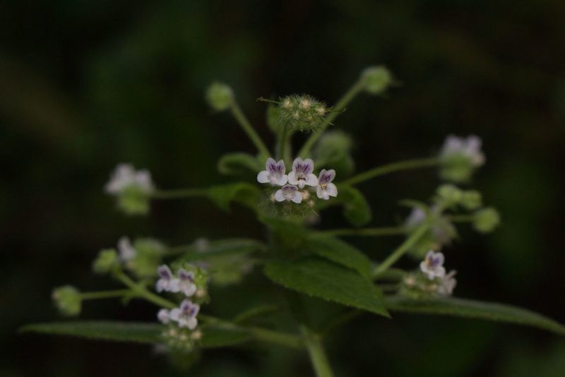 Mesosphaerum urticodes, photographed by Jake Rehage