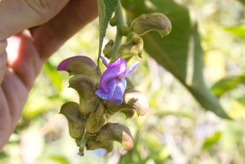 Canavalia villosa, photographed by Jake Rehage