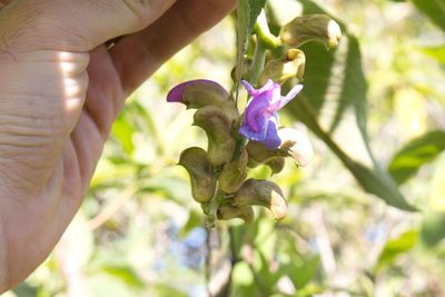 Canavalia villosa, photographed by Jake Rehage