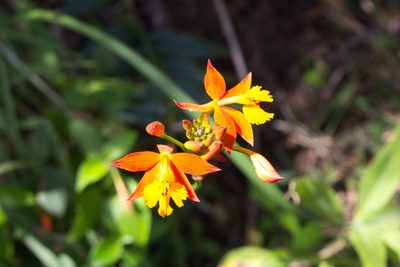 Epidendrum radicans, photographed by Jake Rehage