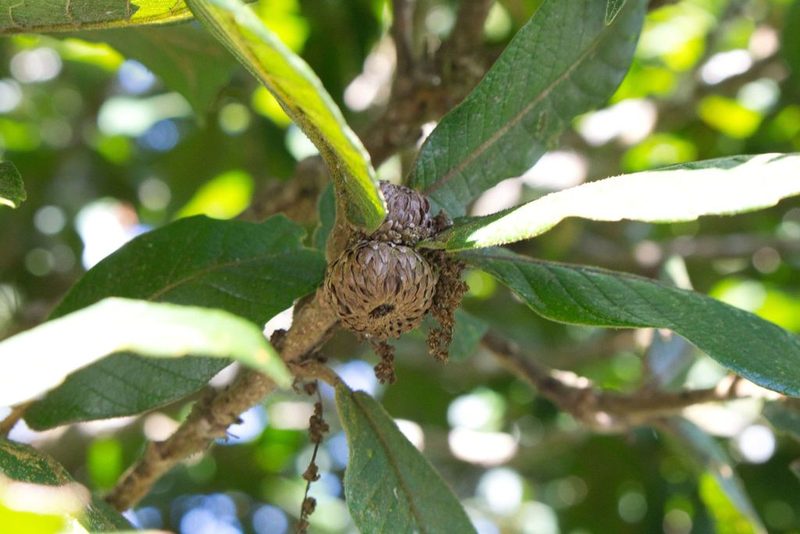 Quercus insignis, photographed by Jake Rehage