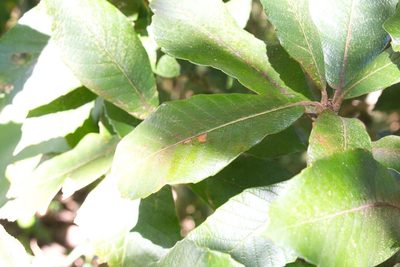 Quercus insignis, photographed by Jake Rehage