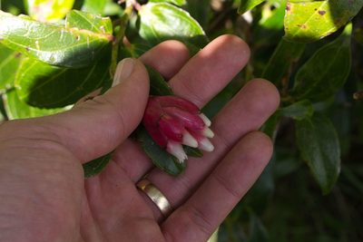 Cavendishia bracteata, photographed by Jake Rehage
