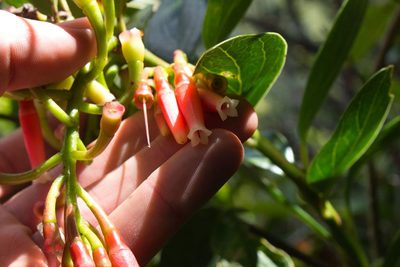 Macleania rupestris, photographed by Jake Rehage