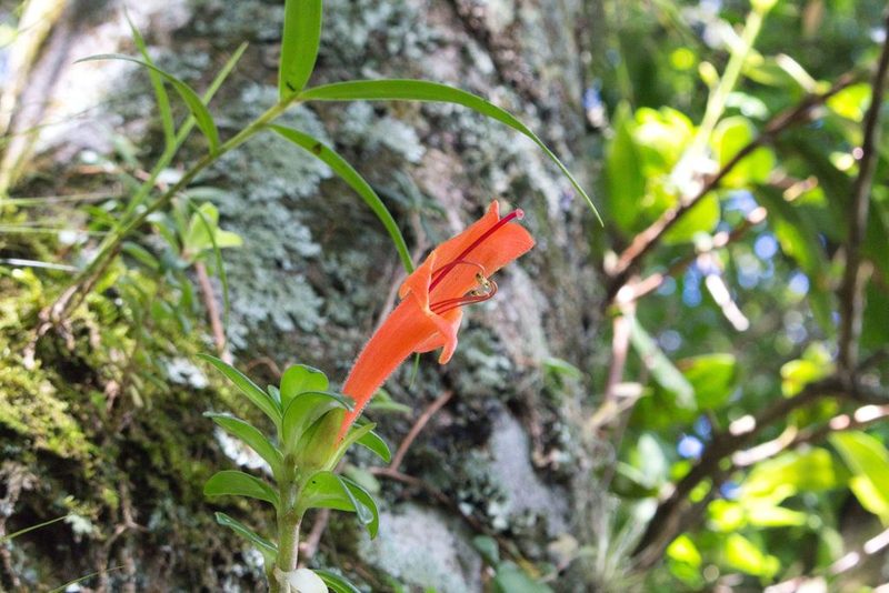 Columnea glabra, photographed by Jake Rehage