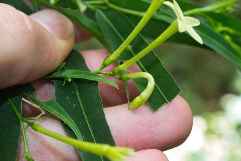 Cestrum cristinae, photographed by Jake Rehage