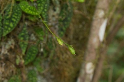 Cranichis reticulata, photographed by Jake Rehage