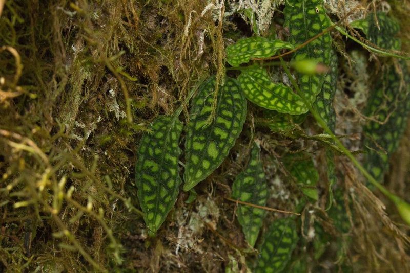 Cranichis reticulata, photographed by Jake Rehage