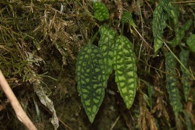 Cranichis reticulata, photographed by Jake Rehage