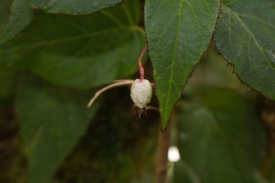 Centropogon costaricae, photographed by Jake Rehage