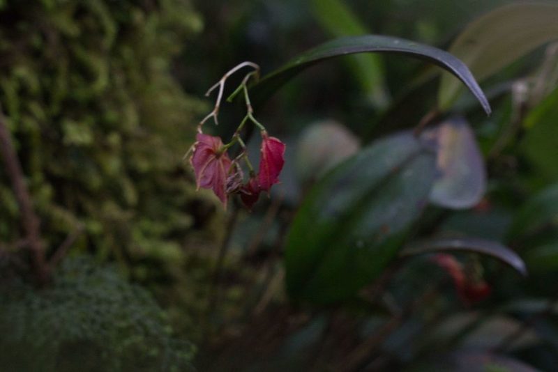 Lepanthes wendlandii, photographed by Jake Rehage