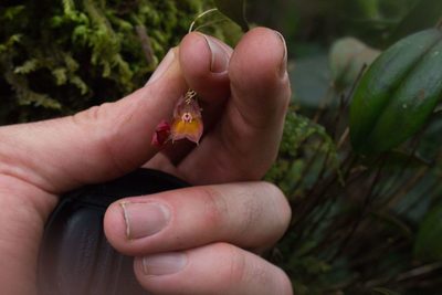 Lepanthes wendlandii, photographed by Jake Rehage