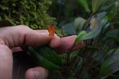 Lepanthes wendlandii, photographed by Jake Rehage