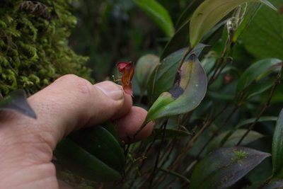 Lepanthes wendlandii, photographed by Jake Rehage