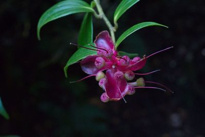 Cavendishia bracteata, photographed by Jake Rehage