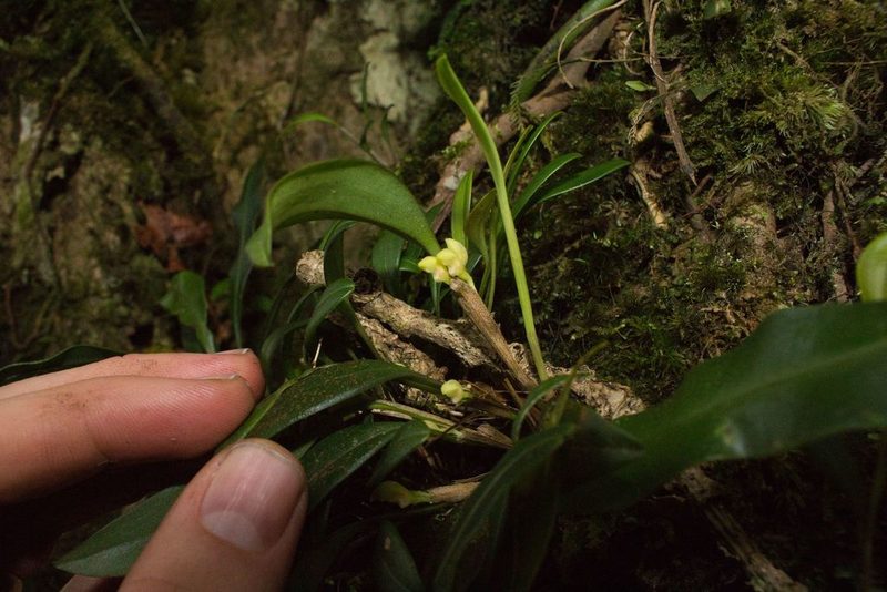 Specklinia lentiginosa, photographed by Jake Rehage