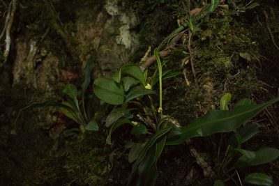 Specklinia lentiginosa, photographed by Jake Rehage
