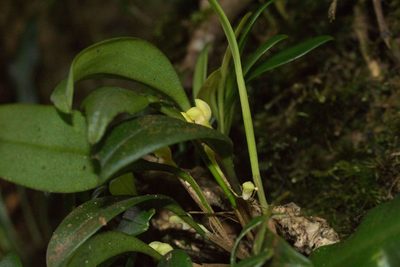 Specklinia lentiginosa, photographed by Jake Rehage