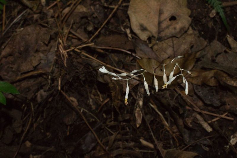 Gymnosiphon suaveolens, photographed by Jake Rehage