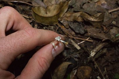 Gymnosiphon suaveolens, photographed by Jake Rehage