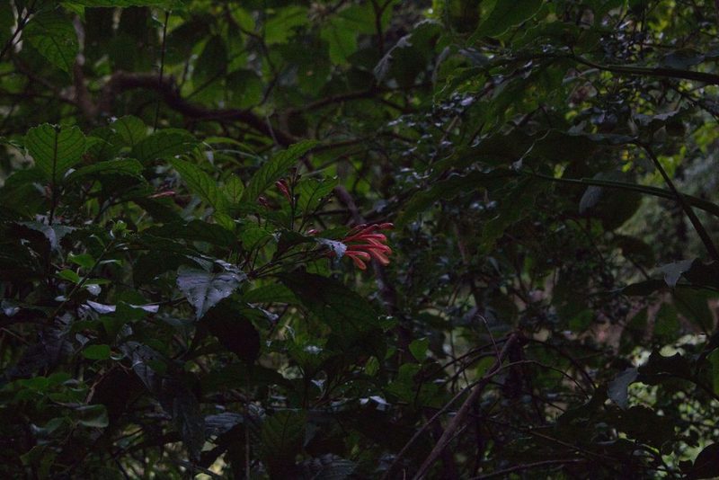 Justicia macrantha, photographed by Jake Rehage
