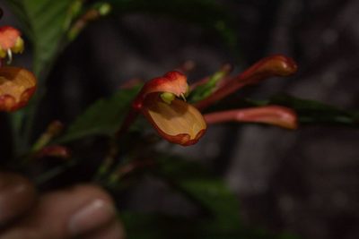Justicia macrantha, photographed by Jake Rehage