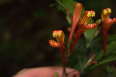 Justicia macrantha, photographed by Jake Rehage