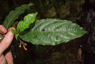 Justicia macrantha, photographed by Jake Rehage