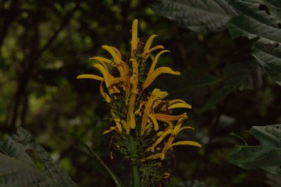 Justicia aurea, photographed by Jake Rehage