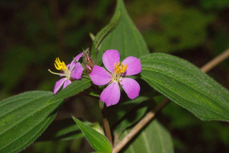 Chaetogastra naudiniana, photographed by Jake Rehage