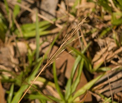 Chrysopogon aciculatus, photographed by Kevin Faccenda