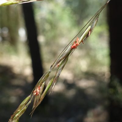 Rytidosperma pallidum, photographed by yatesy