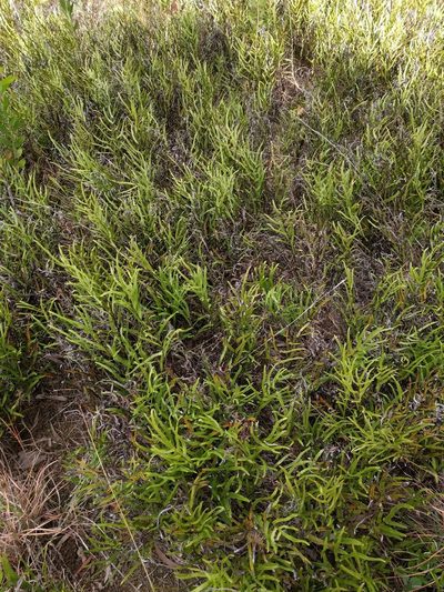 Lindsaea ensifolia, photographed by Kevin Faccenda