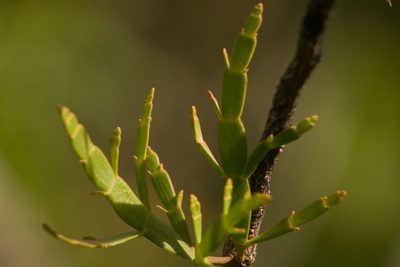 Korthalsella taenioides, photographed by Kevin Faccenda