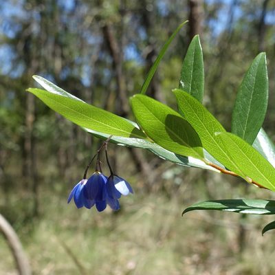 Billardiera fusiformis, photographed by yatesy