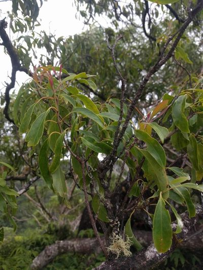 Santalum freycinetianum, photographed by Kevin Faccenda
