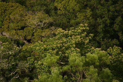 Acacia heterophylla, photographed by Kevin Faccenda