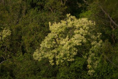 Aleurites moluccanus, photographed by Kevin Faccenda