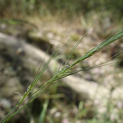 Anthosachne scabra, photographed by yatesy