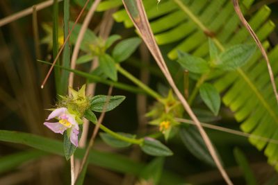 Pterolepis glomerata, photographed by Kevin Faccenda