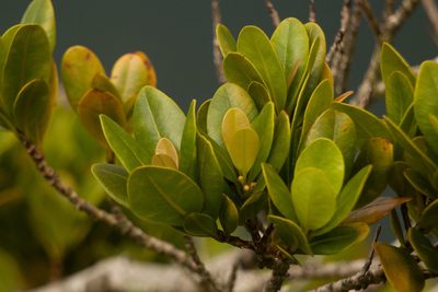 Syzygium sandwicense, photographed by Kevin Faccenda