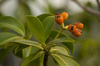 Psychotria mariniana, photographed by Kevin Faccenda