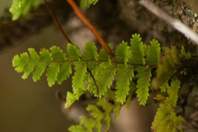 Adenophorus tamariscinus, photographed by Kevin Faccenda