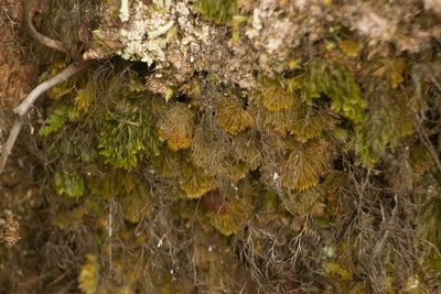 Hymenophyllum obtusum, photographed by Kevin Faccenda