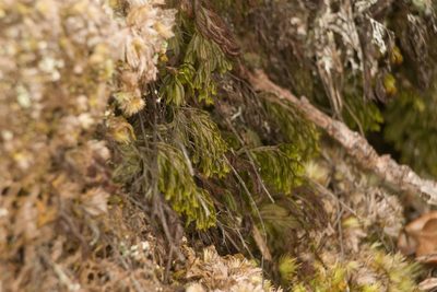 Hymenophyllum lanceolatum, photographed by Kevin Faccenda