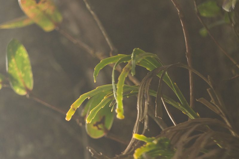 Psilotum complanatum, photographed by Kevin Faccenda