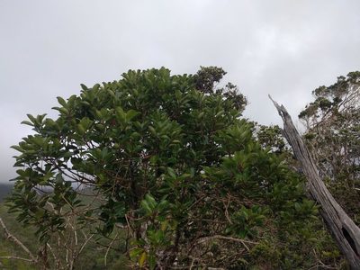 Ilex anomala, photographed by Kevin Faccenda