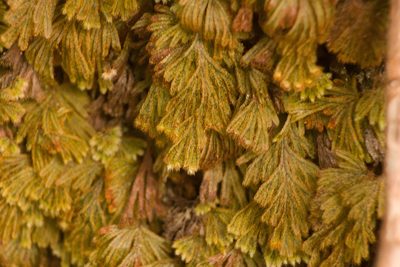 Hymenophyllum obtusum, photographed by Kevin Faccenda