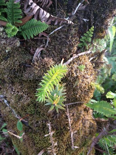 Phlegmariurus phyllanthus, photographed by Kevin Faccenda